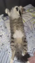 Nick