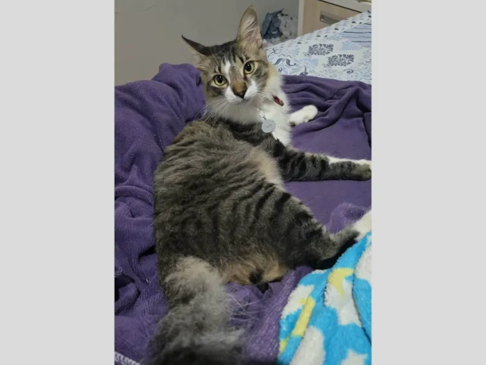 Gato ra a SRD-ViraLata idade 1 ano nome Nick