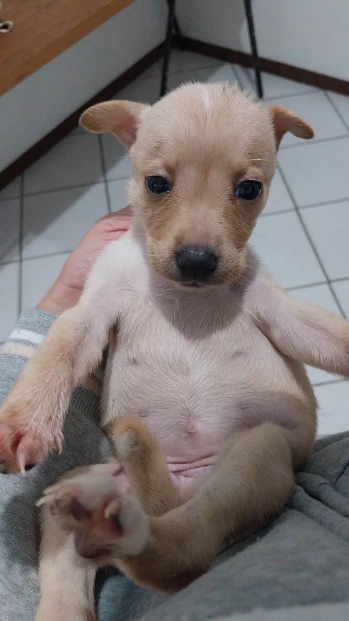 Cachorro ra a SRD-ViraLata idade Abaixo de 2 meses nome Caramela 