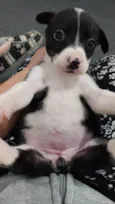 Pretinha