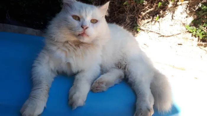 Gato ra a Persa idade 3 anos nome Dengoso 