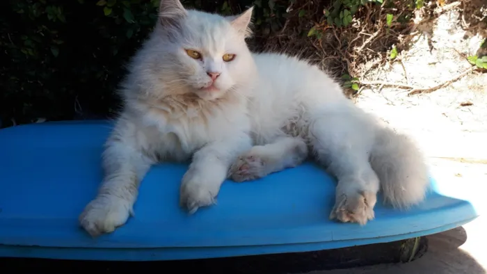 Gato ra a Persa idade 3 anos nome Dengoso 