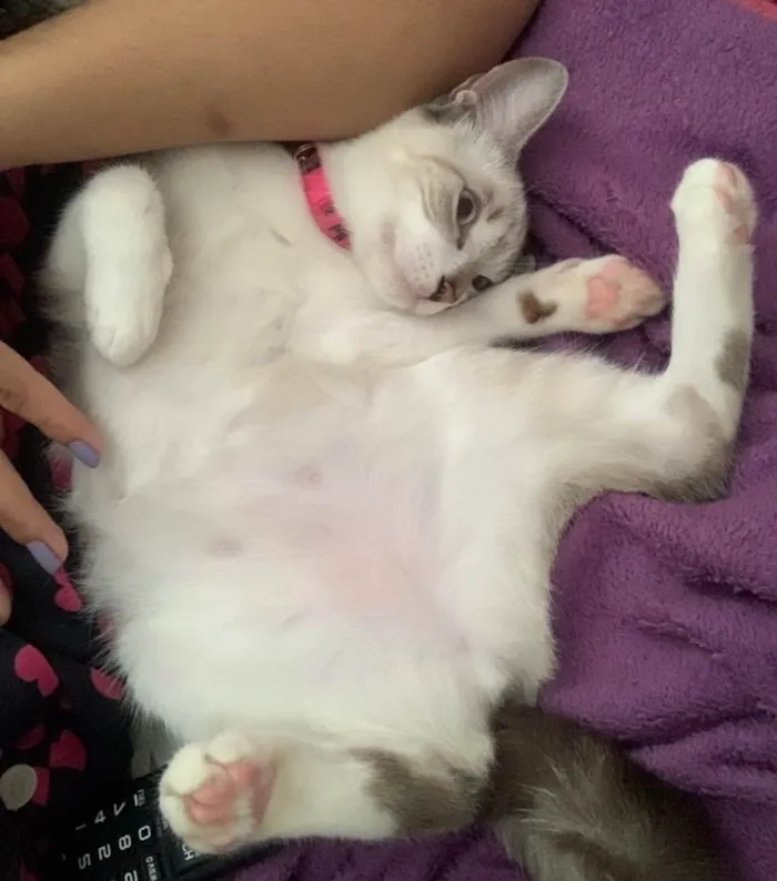 Gato ra a SRD-ViraLata idade 7 a 11 meses nome Pétala 