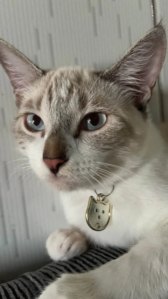 Gato ra a SRD-ViraLata idade 7 a 11 meses nome Pétala 