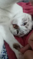 Pétala 