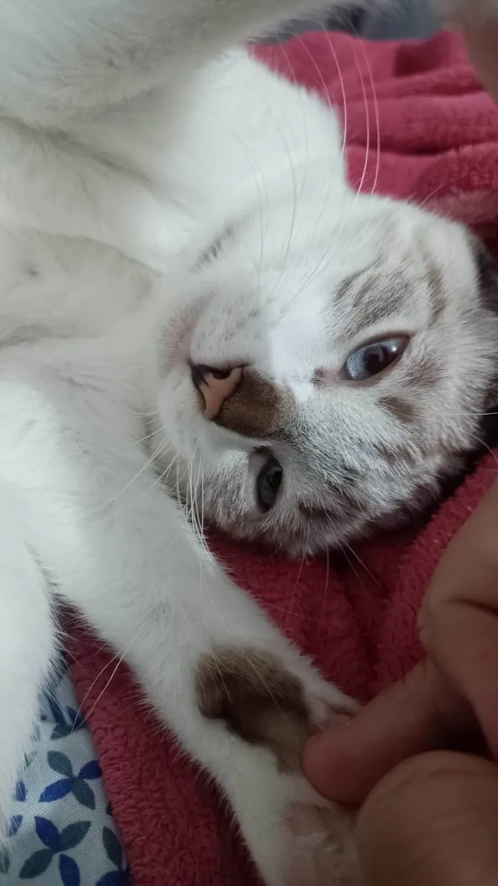 Gato ra a SRD-ViraLata idade 7 a 11 meses nome Pétala 