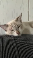 Pétala 