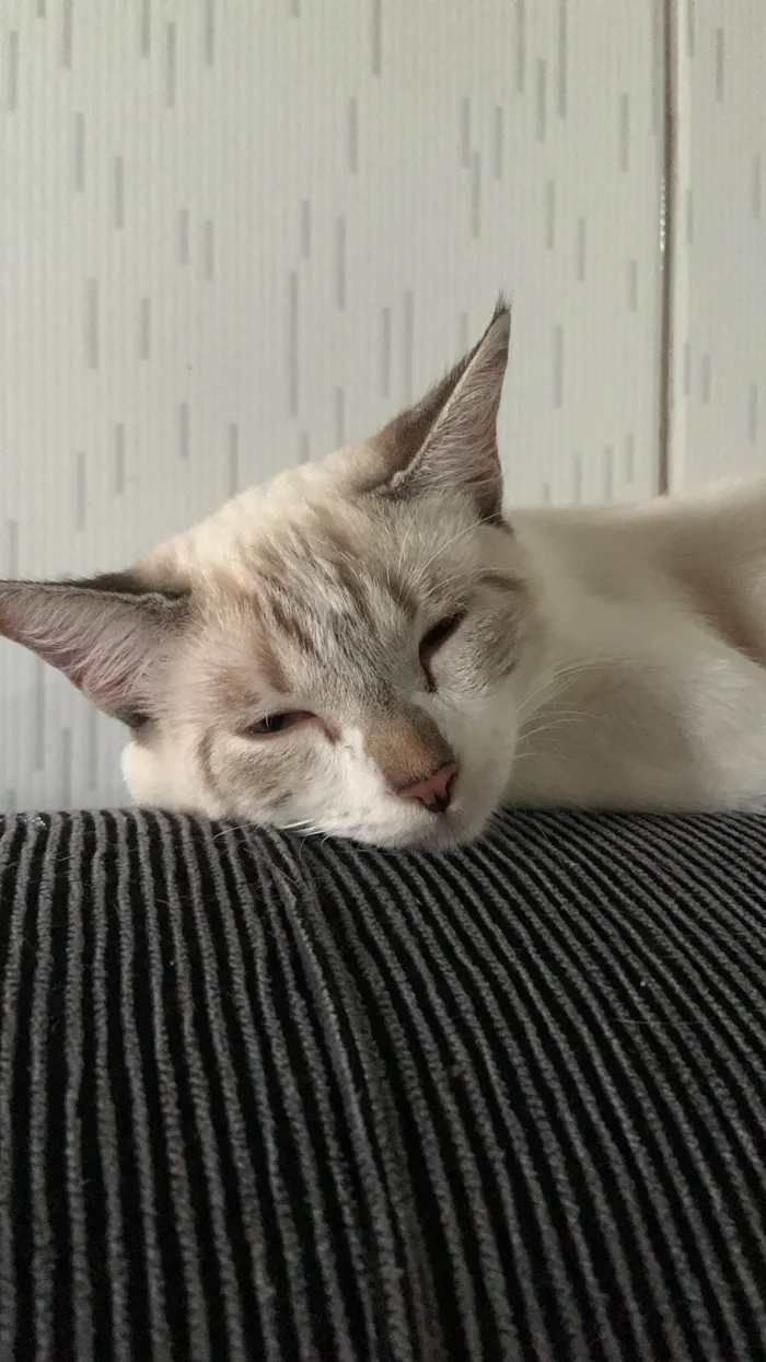Gato ra a SRD-ViraLata idade 7 a 11 meses nome Pétala 