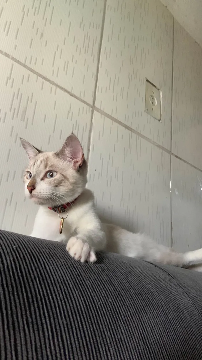 Gato ra a SRD-ViraLata idade 7 a 11 meses nome Pétala 