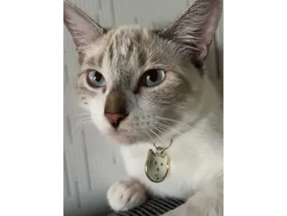 Gato raça SRD-ViraLata idade 7 a 11 meses nome Pétala 
