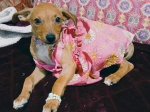 Cachorro raça SRD-ViraLata idade 2 a 6 meses nome Kira