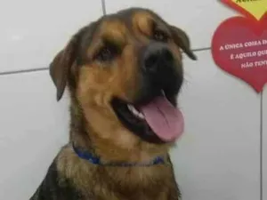 Cachorro raça Rottweiler idade 1 ano nome kiara