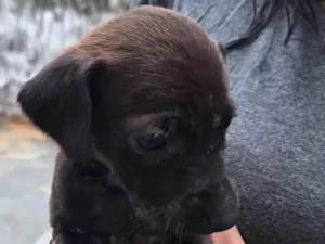 Cachorro raça SRD-ViraLata idade 2 a 6 meses nome Sem nome 