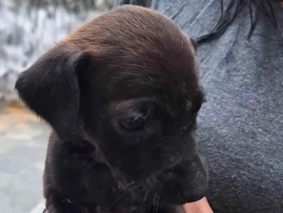 Cachorro raça SRD-ViraLata idade 2 a 6 meses nome Sem nome 
