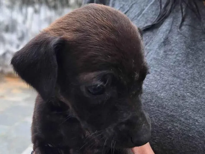 Cachorro ra a SRD-ViraLata idade 2 a 6 meses nome Sem nome 