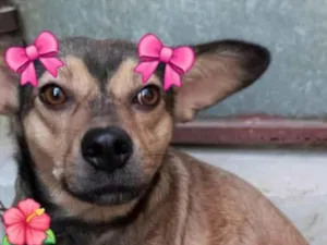 Cachorro raça SRD-ViraLata idade 2 anos nome SOPHIE