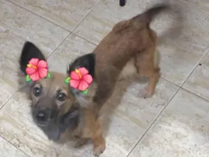 Cachorro raça SRD-ViraLata idade 2 anos nome RAPOSINHA