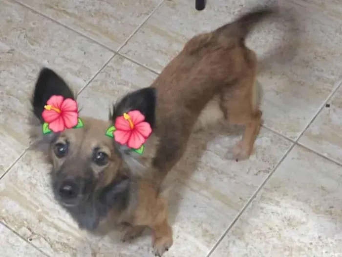 Cachorro ra a SRD-ViraLata idade 2 anos nome RAPOSINHA