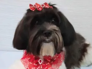Cachorro raça Shitzu idade 7 a 11 meses nome MELANIE 