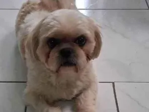 Cachorro raça SRD-ViraLata idade 4 anos nome BETO