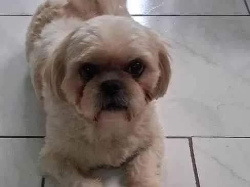 Cachorro ra a SRD-ViraLata idade 4 anos nome BETO