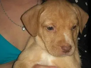 Cachorro raça SRD-ViraLata idade 2 a 6 meses nome BEBÊ