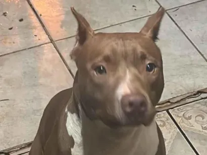Cachorro raça Pit-Bull idade 2 a 6 meses nome Pitbull