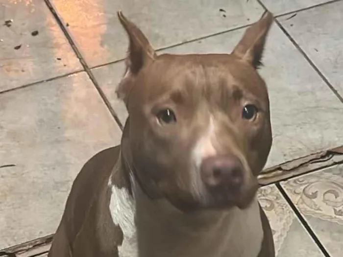 Cachorro ra a Pit-Bull idade 2 a 6 meses nome Pitbull