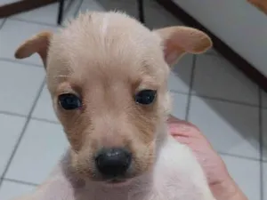 Cachorro raça SRD-ViraLata idade Abaixo de 2 meses nome Caramela 