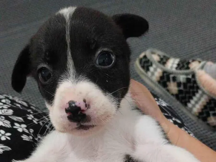 Cachorro ra a SRD-ViraLata idade Abaixo de 2 meses nome Pretinha 