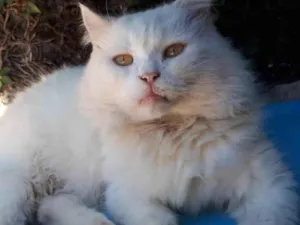 Gato raça Persa idade 3 anos nome Dengoso 