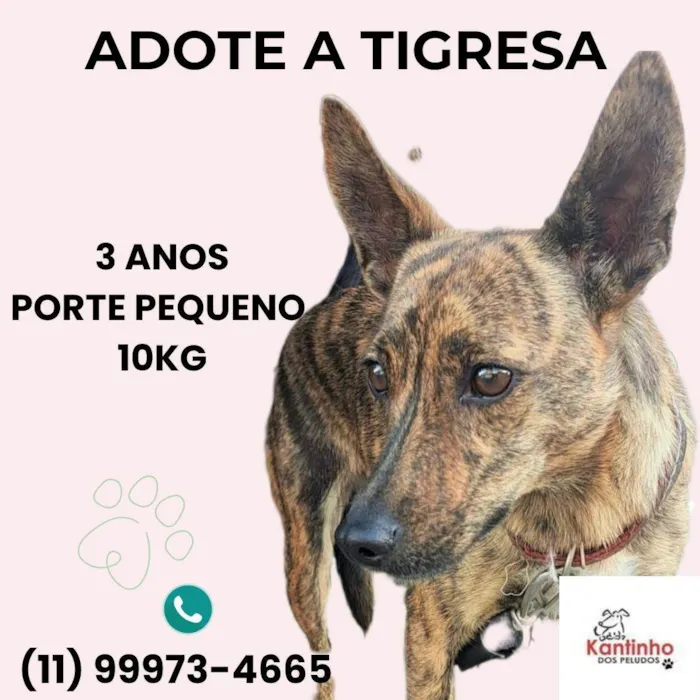 Cachorro ra a SRD-ViraLata idade 3 anos nome Tigresa