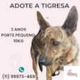 Tigresa
