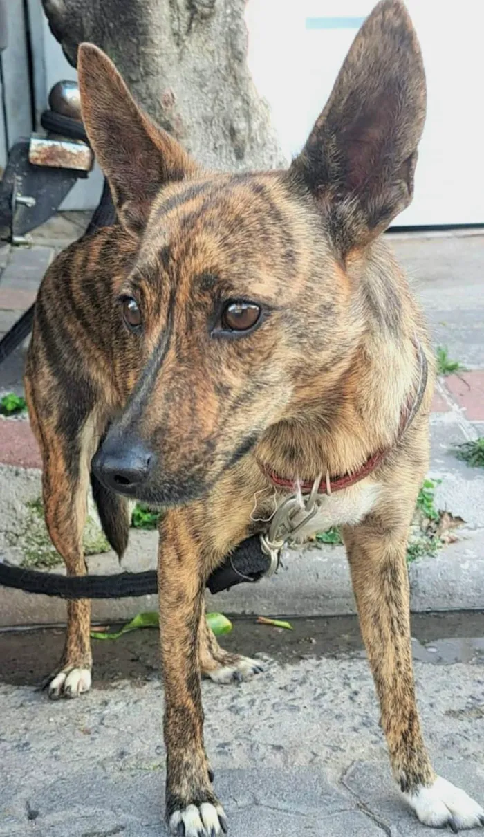 Cachorro ra a SRD-ViraLata idade 3 anos nome Tigresa