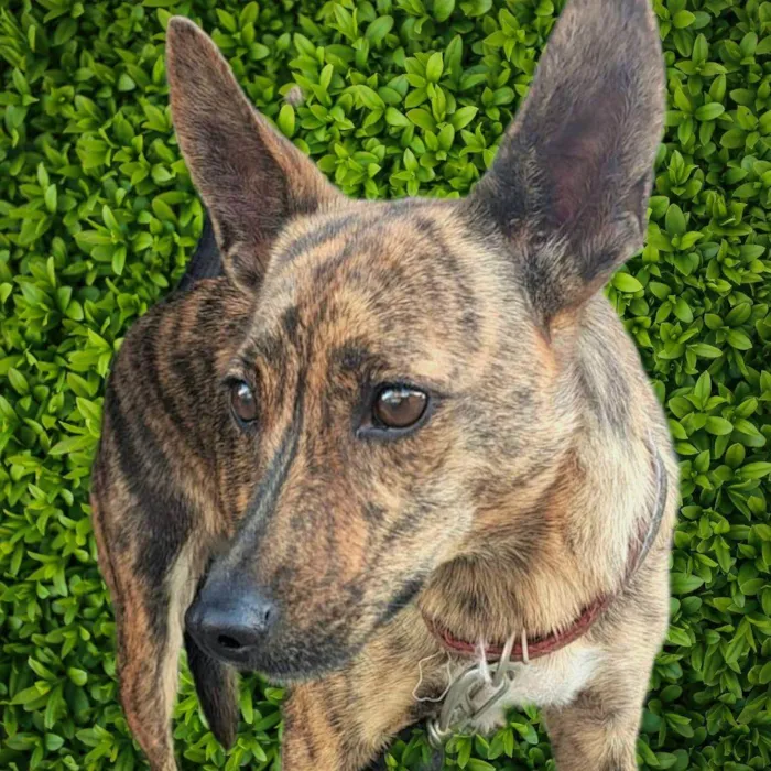 Cachorro ra a SRD-ViraLata idade 3 anos nome Tigresa