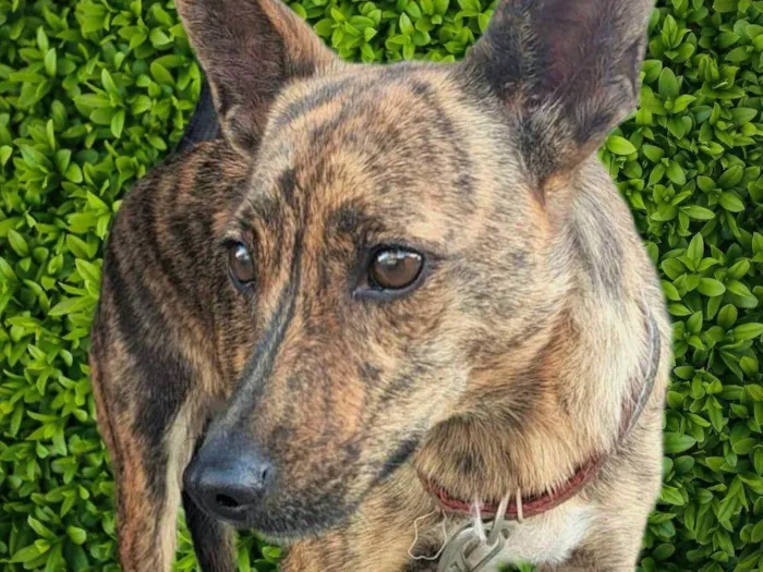 Cachorro ra a SRD-ViraLata idade 3 anos nome Tigresa