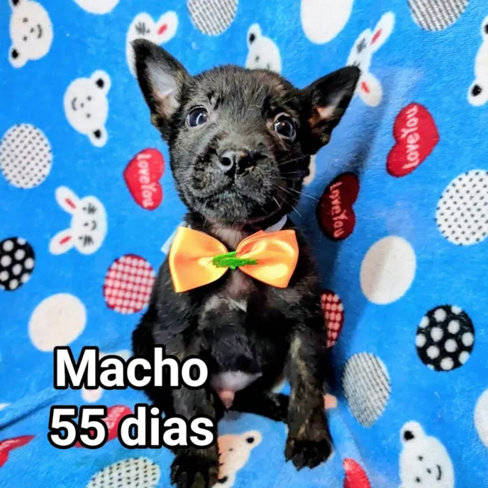 Cachorro ra a SRD-ViraLata idade Abaixo de 2 meses nome Marley