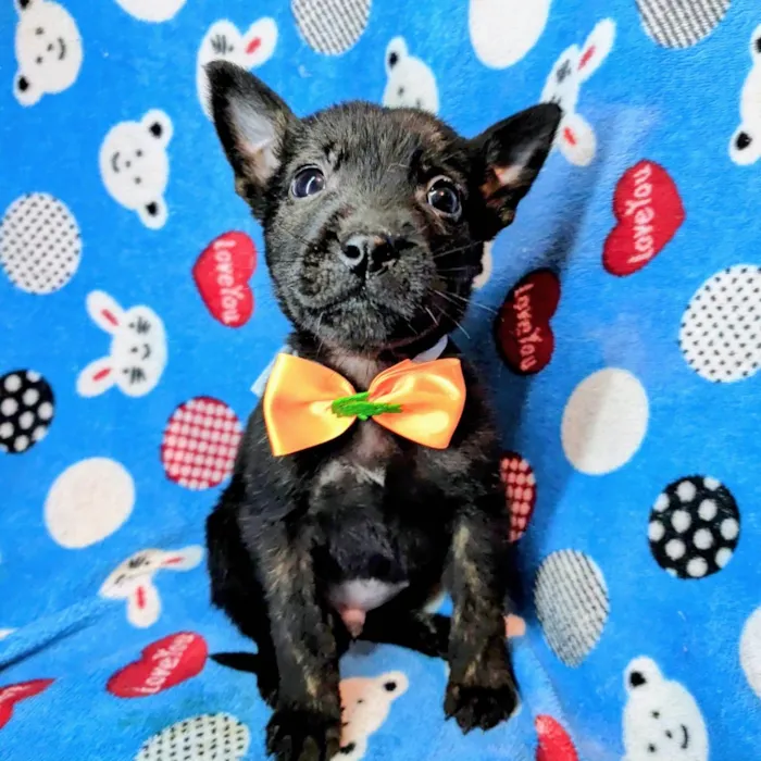 Cachorro ra a SRD-ViraLata idade Abaixo de 2 meses nome Marley