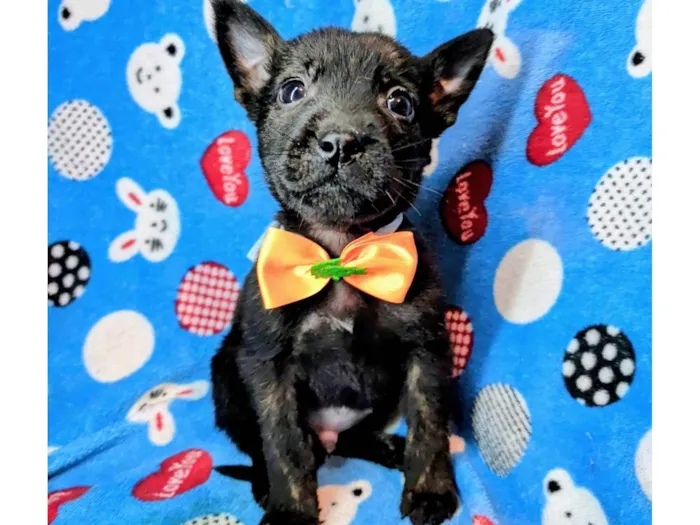 Cachorro ra a SRD-ViraLata idade Abaixo de 2 meses nome Marley