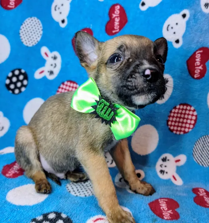 Cachorro ra a SRD-ViraLata idade Abaixo de 2 meses nome Thor