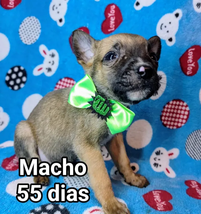 Cachorro ra a SRD-ViraLata idade Abaixo de 2 meses nome Thor