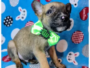 Cachorro raça SRD-ViraLata idade Abaixo de 2 meses nome Thor