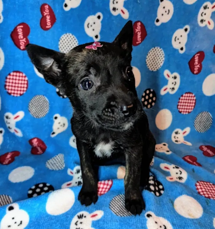 Cachorro ra a SRD-ViraLata idade Abaixo de 2 meses nome Meg
