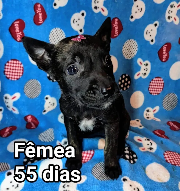 Cachorro ra a SRD-ViraLata idade Abaixo de 2 meses nome Meg