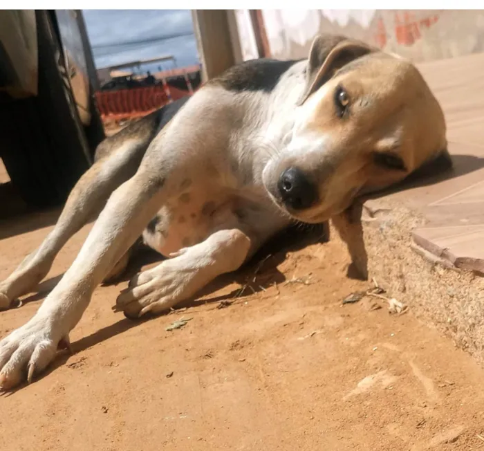 Cachorro ra a SRD-ViraLata idade 1 ano nome Jujuba