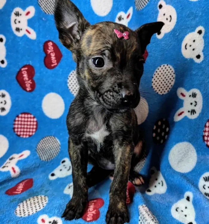 Cachorro ra a SRD-ViraLata idade Abaixo de 2 meses nome Nina