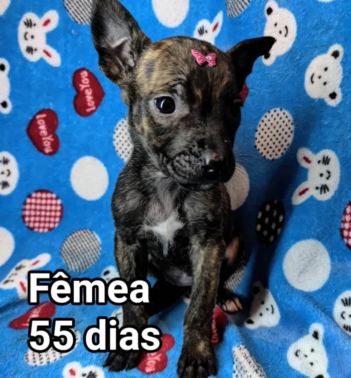 Cachorro ra a SRD-ViraLata idade Abaixo de 2 meses nome Nina