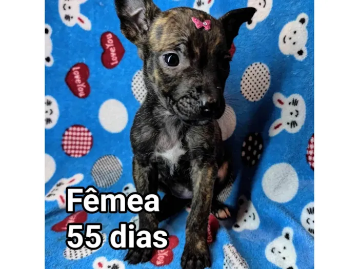 Cachorro ra a SRD-ViraLata idade Abaixo de 2 meses nome Nina