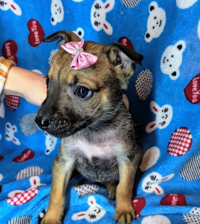 Cachorro ra a SRD-ViraLata idade Abaixo de 2 meses nome Pandora