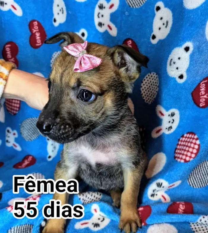 Cachorro ra a SRD-ViraLata idade Abaixo de 2 meses nome Pandora